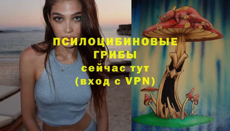 mega tor  Лесосибирск  Псилоцибиновые грибы Magic Shrooms  сколько стоит 